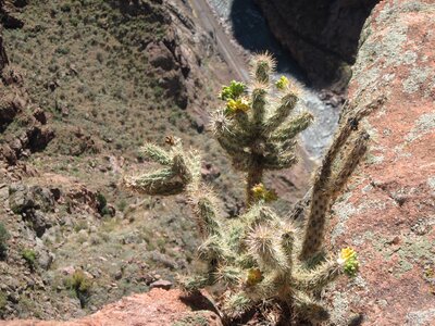 Nature succulent garden