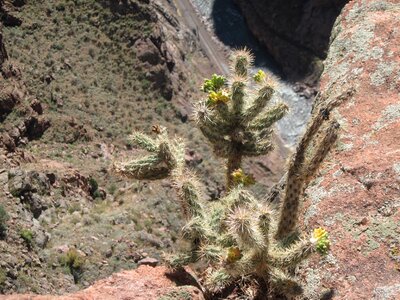 Nature succulent garden photo