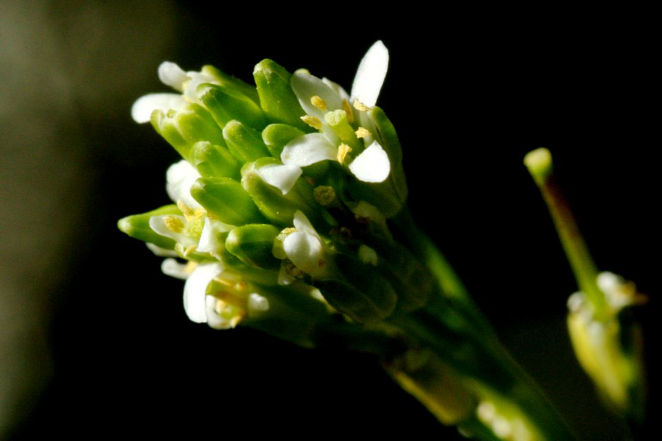 Arabis pycnocarpapycnocarpa</i>