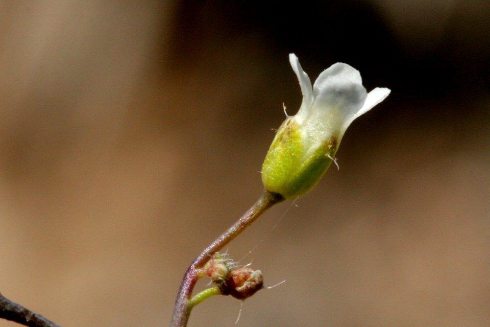 Boechera pendulina