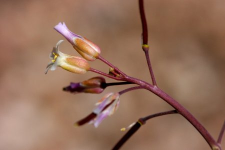 Boechera fendleri x spatifolia x texana