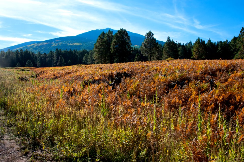 Around the Peaks Loop: FR 418