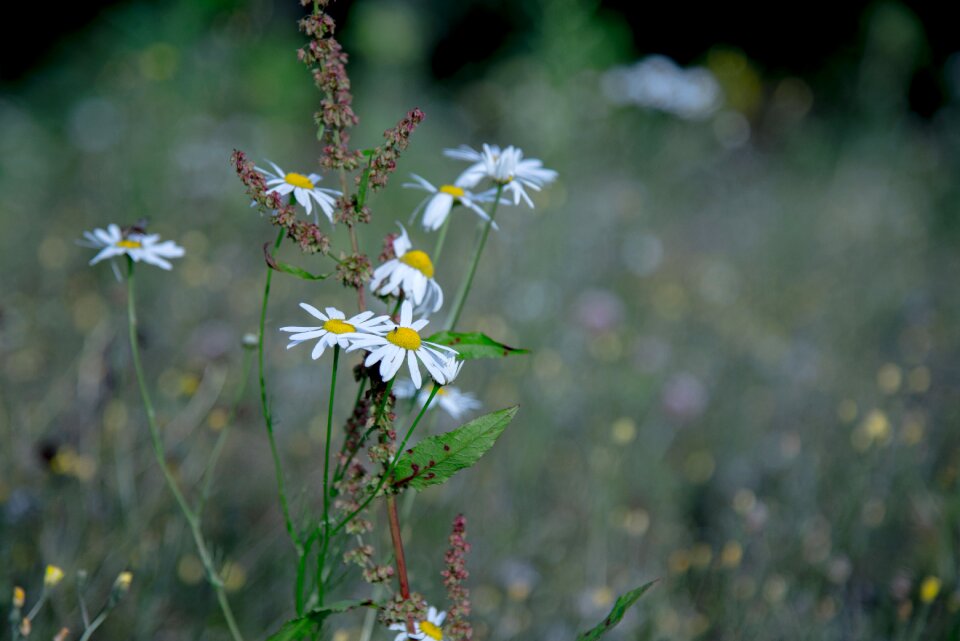 Green flowers nature