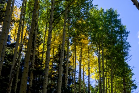 Bear Jaw Trail No. 26