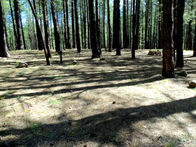 Pumphouse Wash (FR 237) Camping Loop 3
