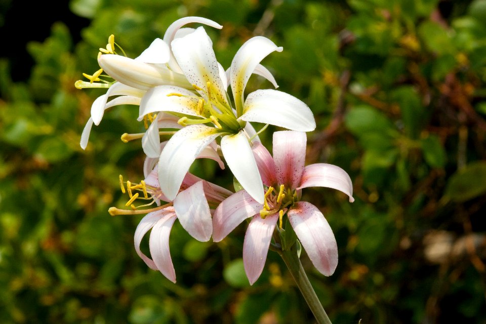 Lilium washingtonianum
