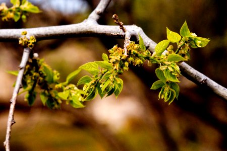 Celtis reticulata