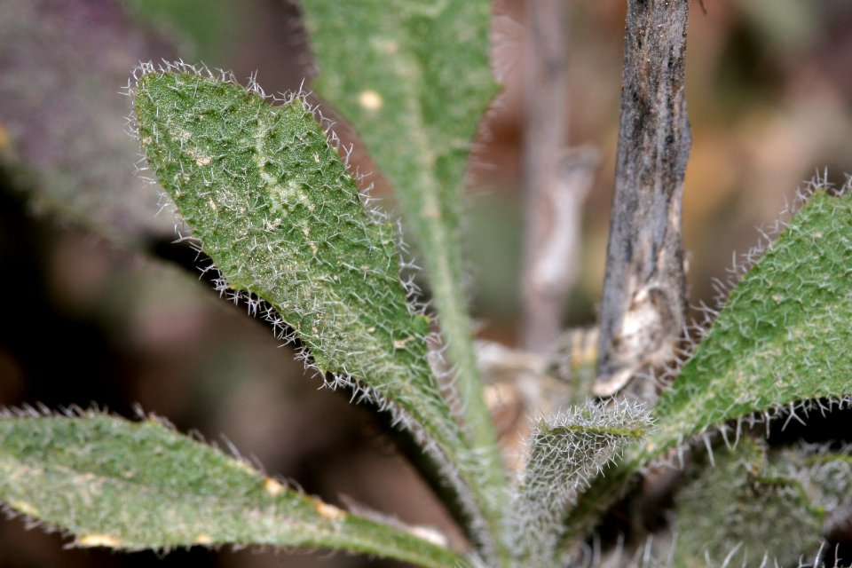 Boechera texana