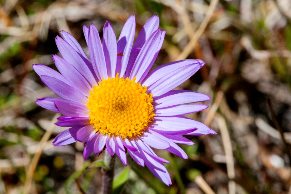 Erigeron glacialis