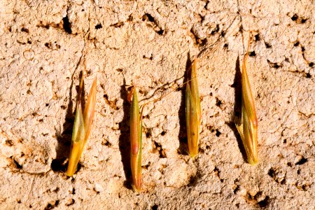 Andropogon gerardii