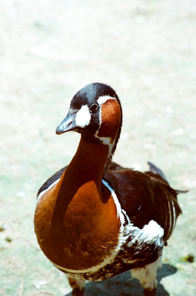 Bird water brown photo