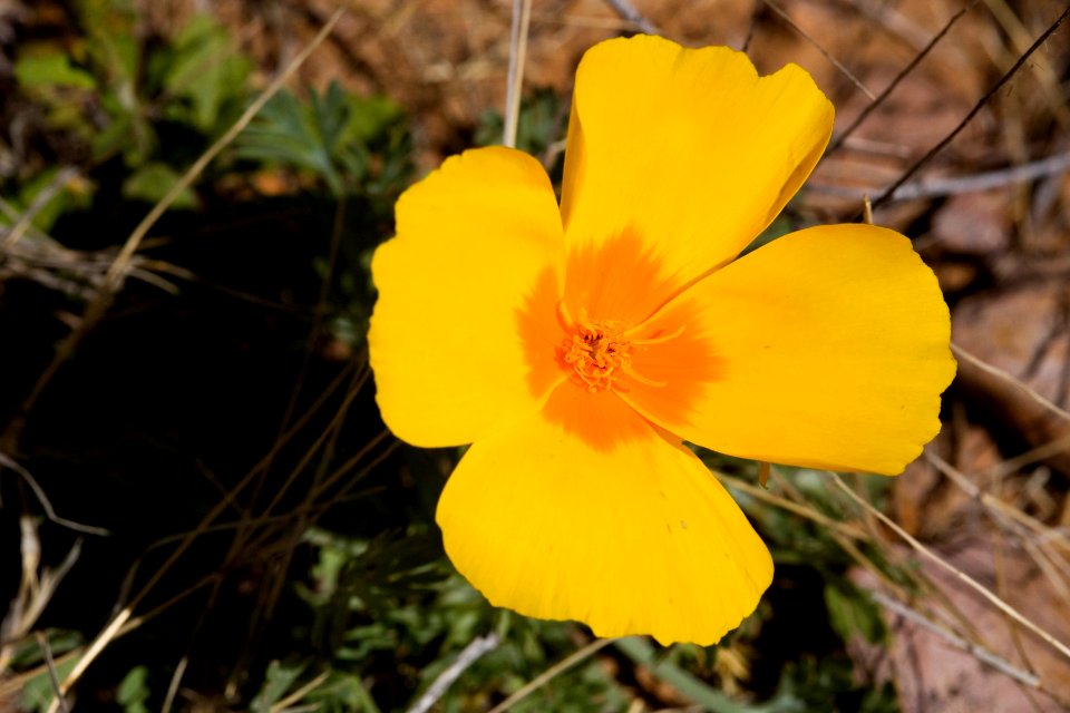 Eschscholzia californica subsp. mexicana