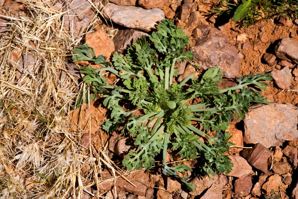 Eschscholzia californica subsp. mexicana