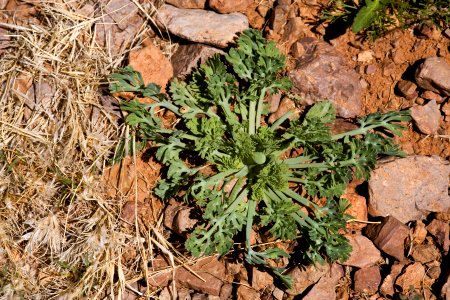 Eschscholzia californica subsp. mexicana