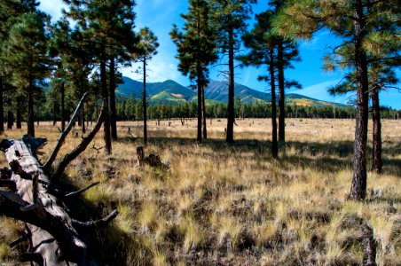 Around the Peaks Loop: FR 418