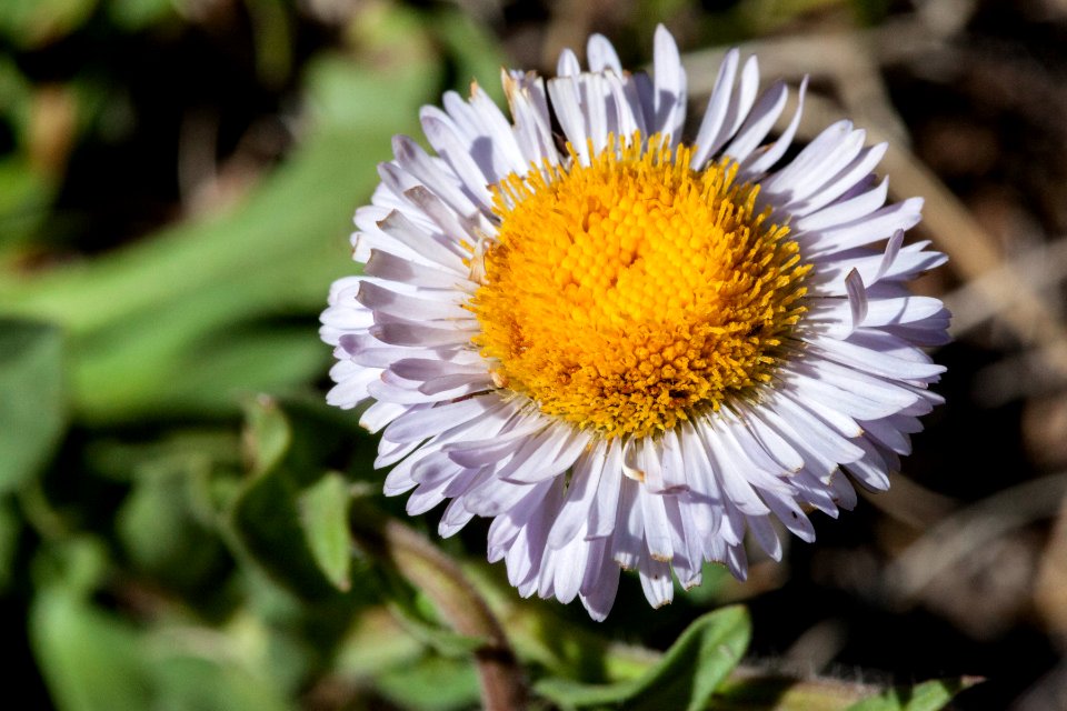Erigeron formosissimus