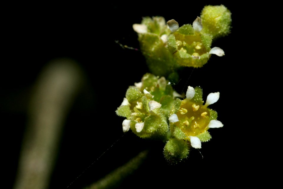 Heuchera parvifolia