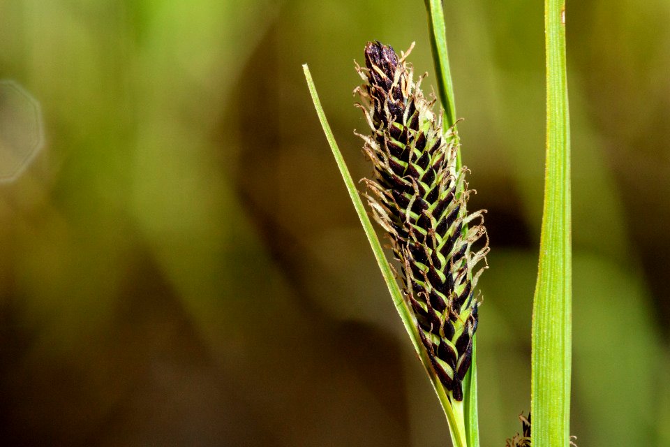 Carex aquatilis
