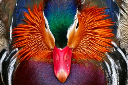Pond birds animal