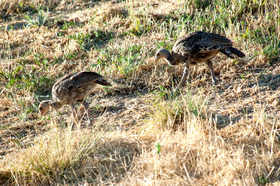AVU-2017-027-153
