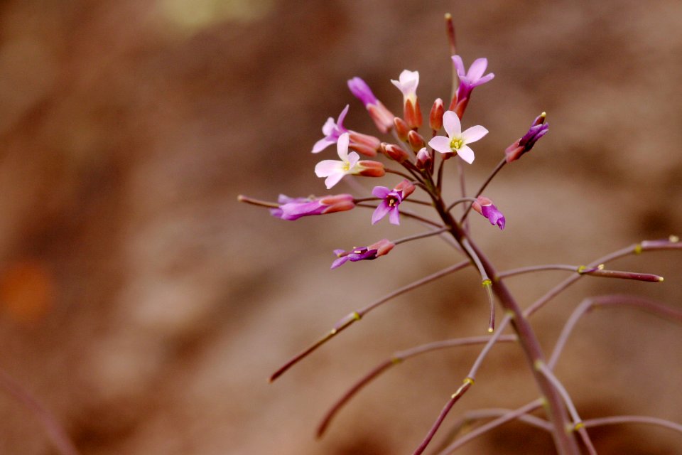 Boechera zephyra