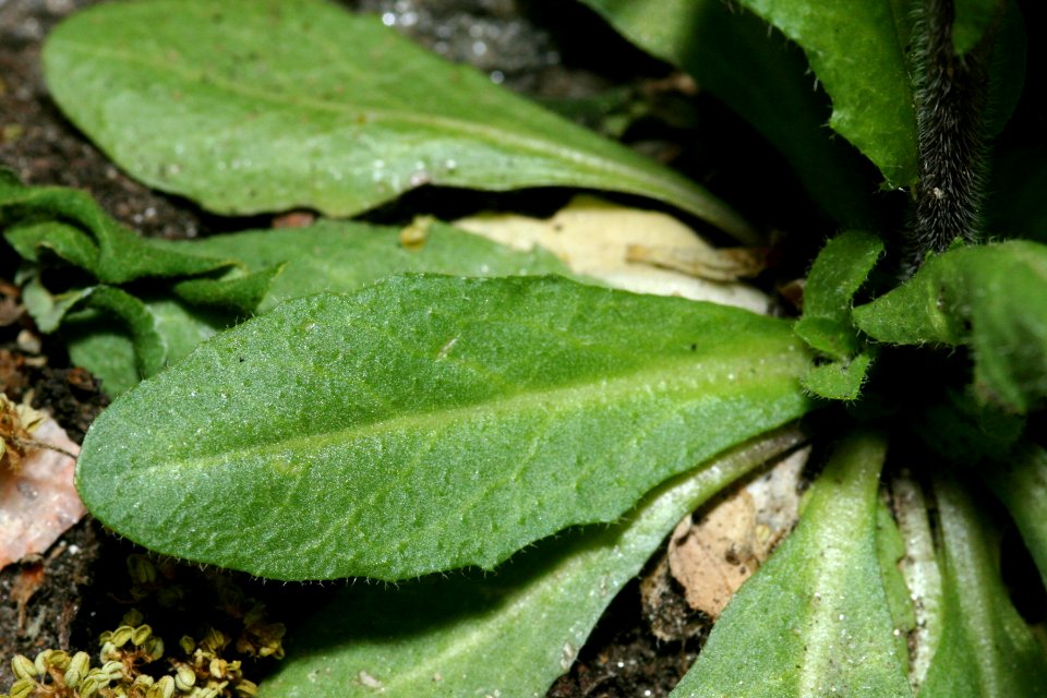 Arabis pycnocarpa