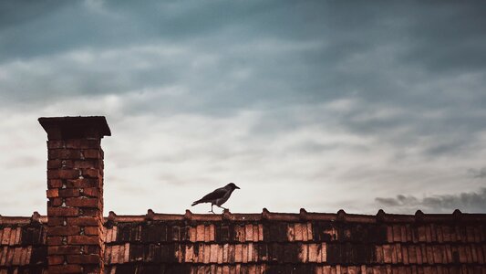 Raven crow wildlife