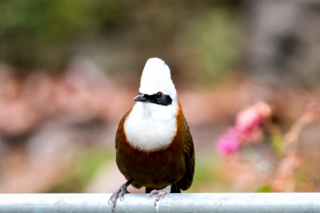 White throated laughing Thrush