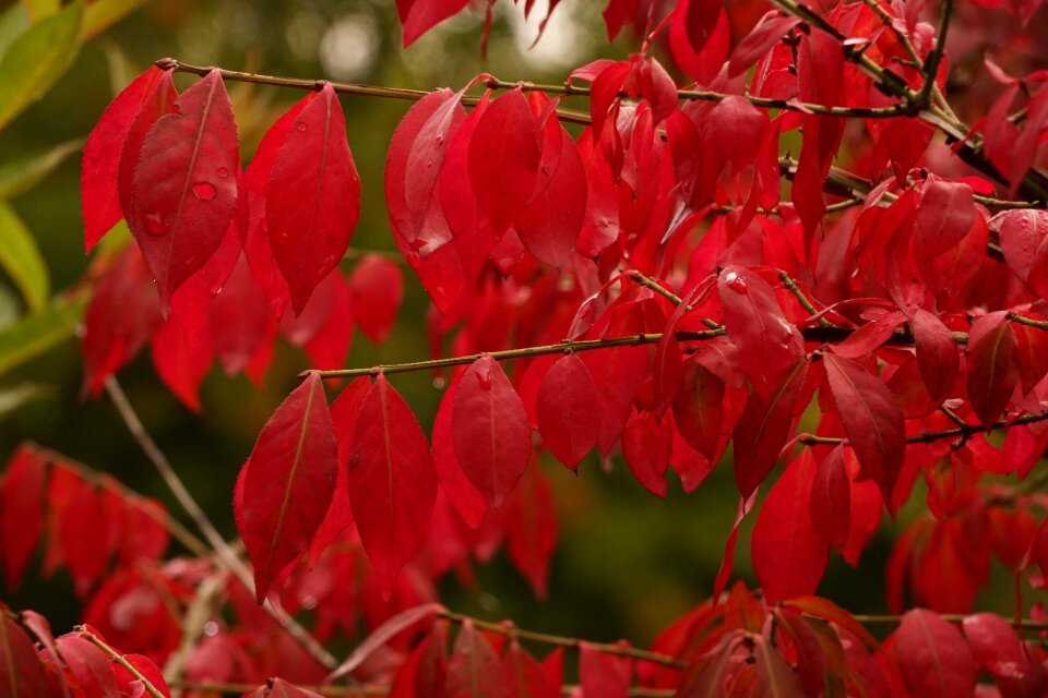 Autumn red leaf bright