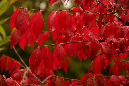 Autumn red leaf bright