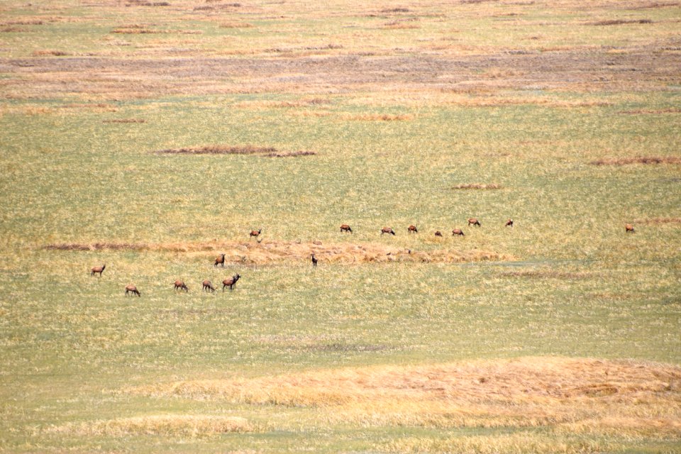 Elk in Mormon Lake