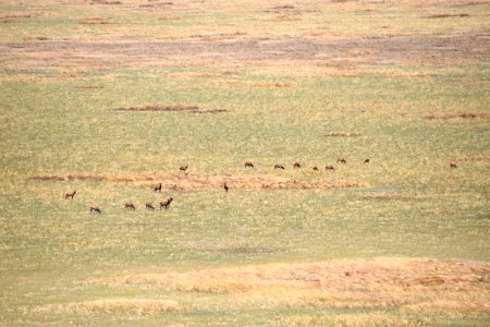 Elk in Mormon Lake