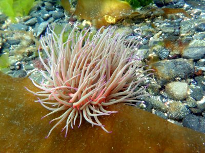 Sea anemone photo