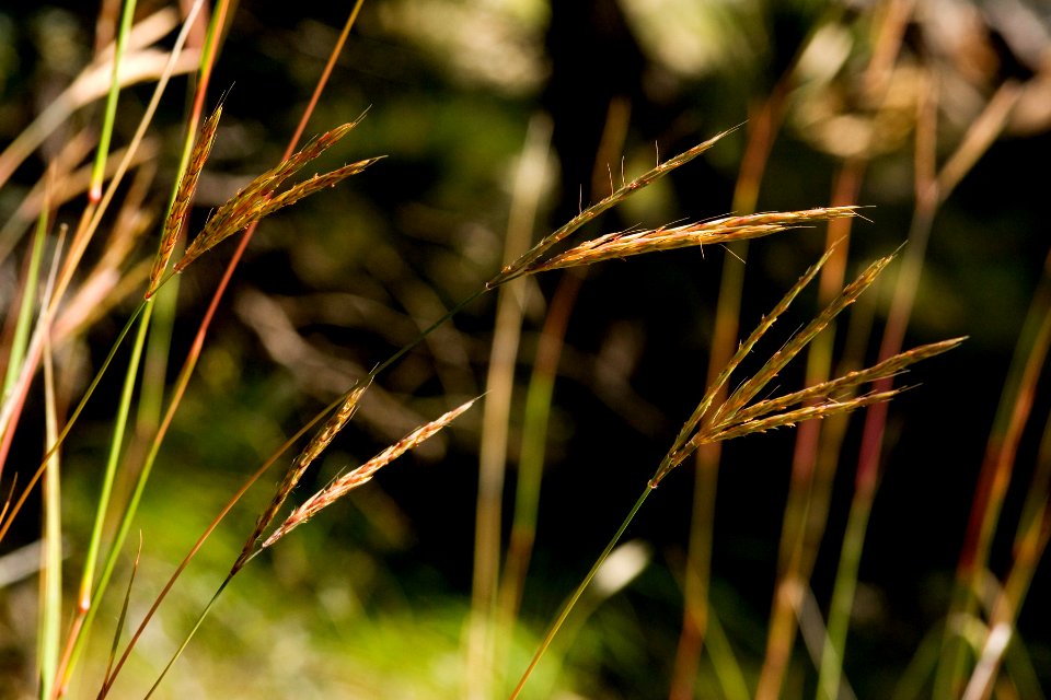 Andropogon gerardii