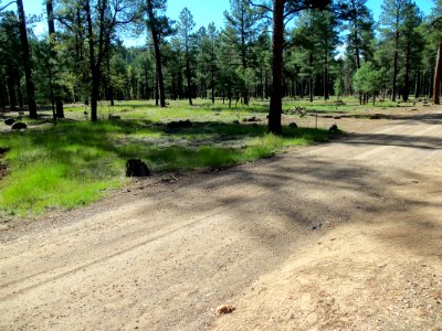Pumphouse Wash (FR 237) Camping Loop 4