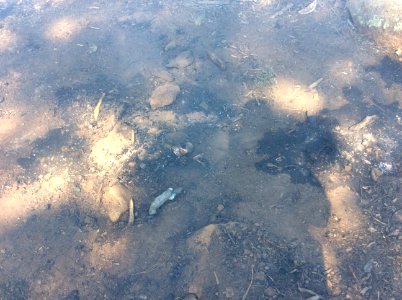 Freidlein Fire (June 19, 2017)