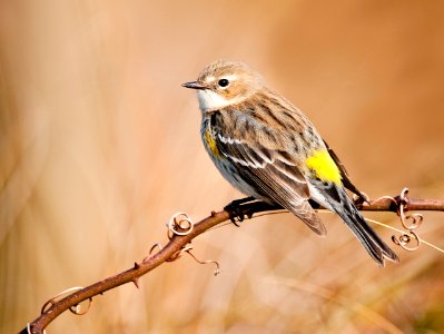 Yellow-rumped warbler photo