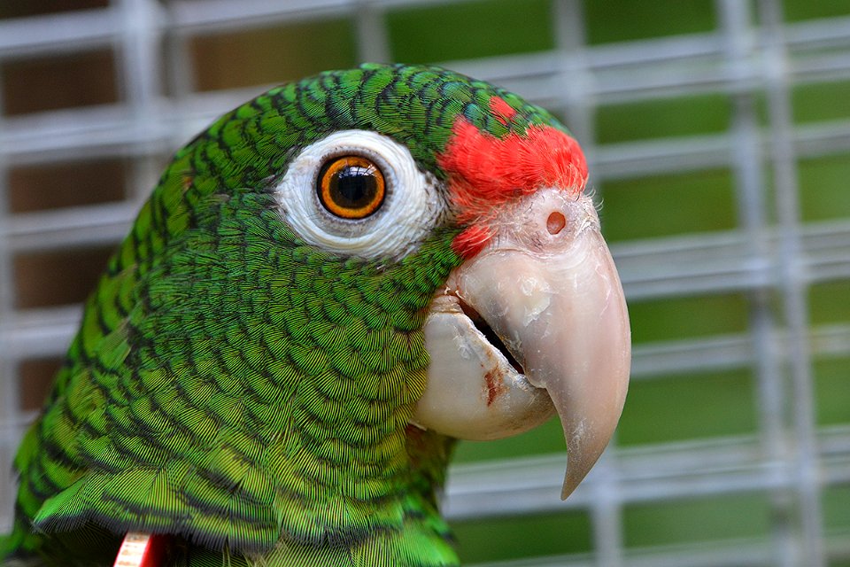 Puerto Rican Parrot Profile