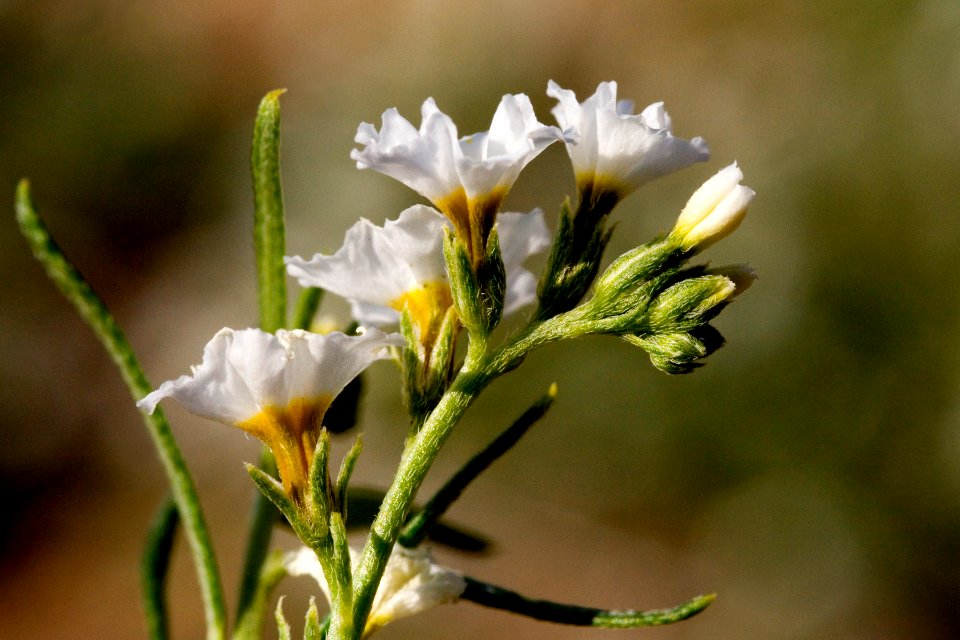 Heliotropium greggii