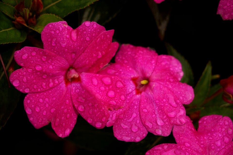 Drop of water plant close up
