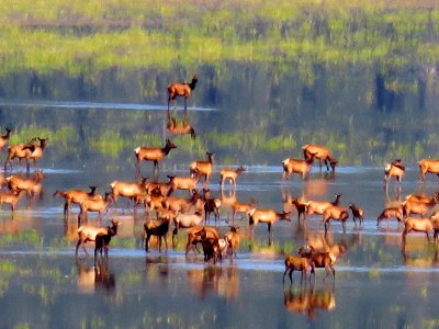 Elk Herd at Mormon Lake
