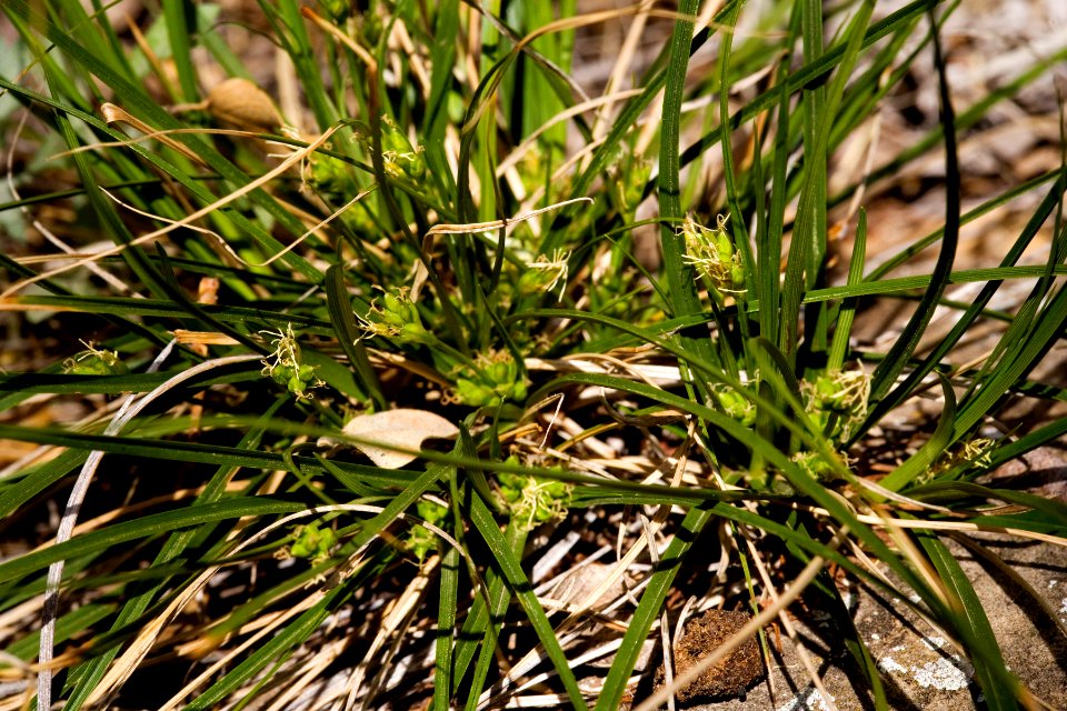Carex geophila