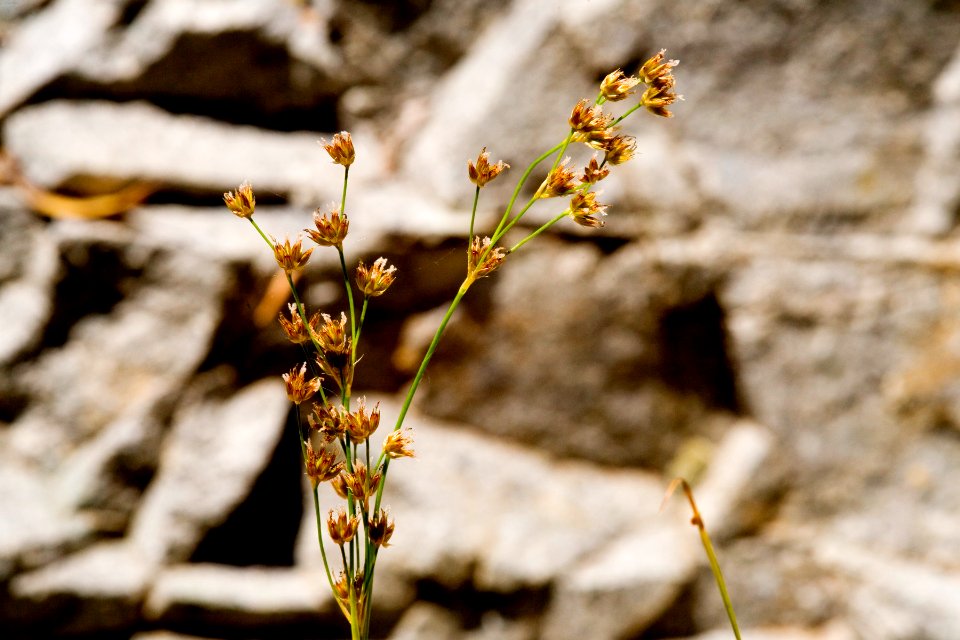 Juncus ensifolius