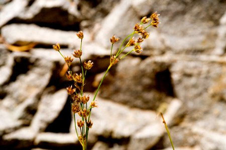Juncus ensifolius