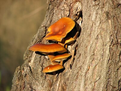 Tinder fungus bark billet photo