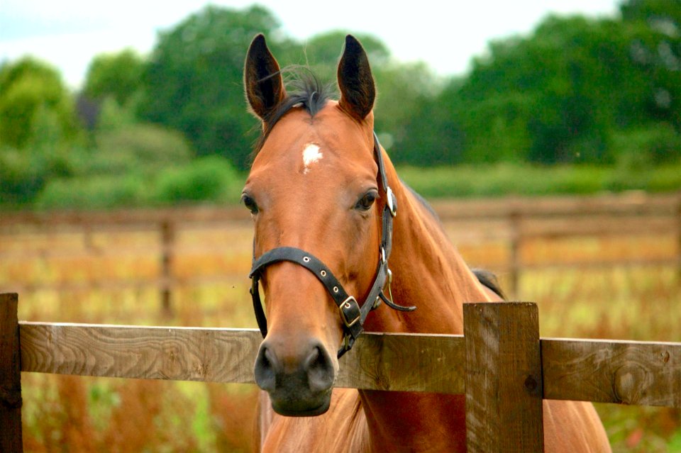 A Look Over The Fence photo