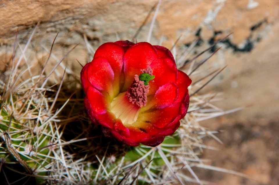 Brins Mesa No. 119