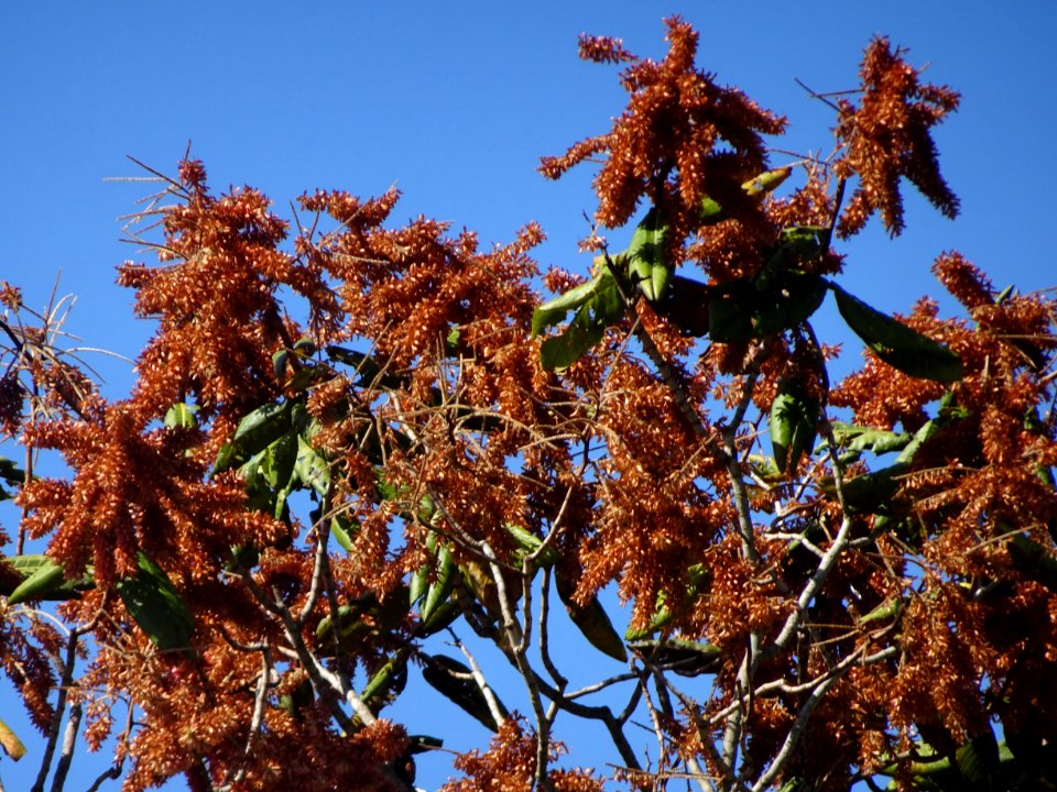 Pau-formiga "Triplaris americana"