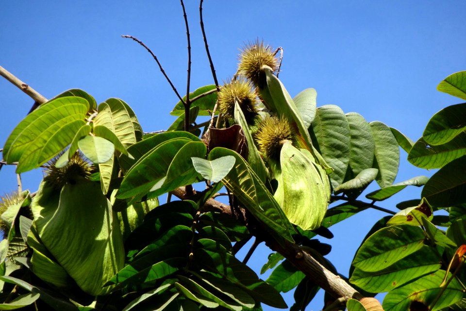 Legumes verdes de Araribá / Araruva / Canarywood / tarara-roja "Centrolobium tomentosum"