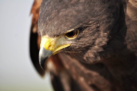 Eagle sight beak photo